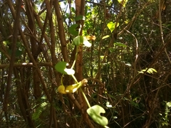 Aristolochia leptosticta