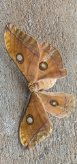 Antheraea cingalesa