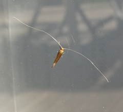 Nematopogoninae