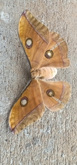Antheraea cingalesa