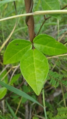 Clitoria heterophylla image