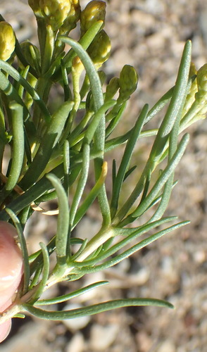 Image of Pteronia pallens by (c) Nicola van Berkel, some rights reserved (CC BY-SA)