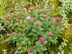 Spiraea morrisonicola, photograph (c) crothfels, some rights reserved (CC BY)