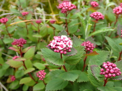Spiraea morrisonicola, photograph (c) crothfels, some rights reserved (CC BY)