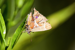 Amblopala avidiena