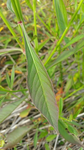 Celosia argentea image