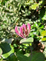Lonicera × americana