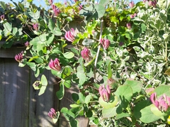 Lonicera × americana