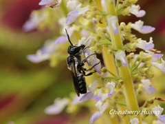 Megachile disjunctiformis
