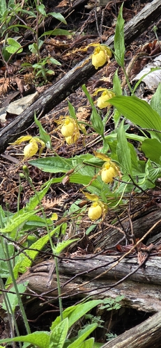 Yellow Lady'S Slipper