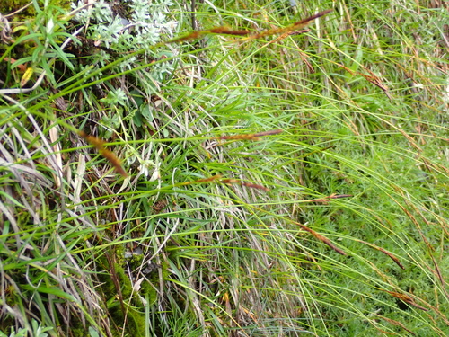 Carex odontostoma iNat (3)