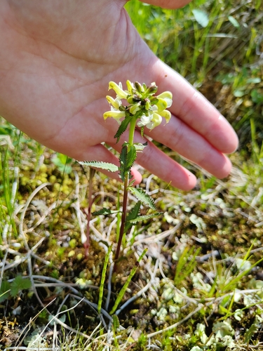 Lapland lousewort (Pedicularis lapponica)
