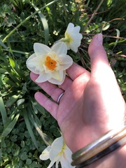Narcissus