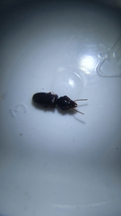 Clivina fossor