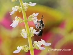 Megachile disjunctiformis