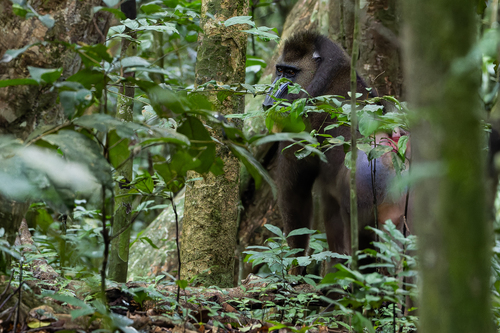 Mandrill