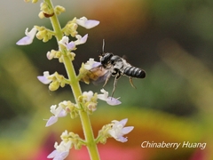 Megachile disjunctiformis
