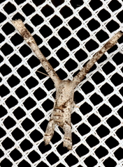Phazaca interrupta