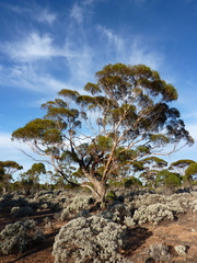 Eucalyptus melanoxylon