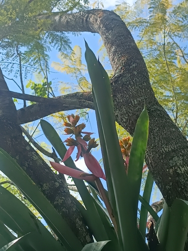 Aechmea aquilega