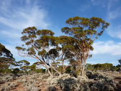Eucalyptus melanoxylon