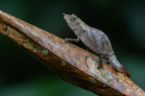 Spectral Pygmy Chameleon