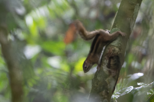 Fire-footed Rope Squirrel