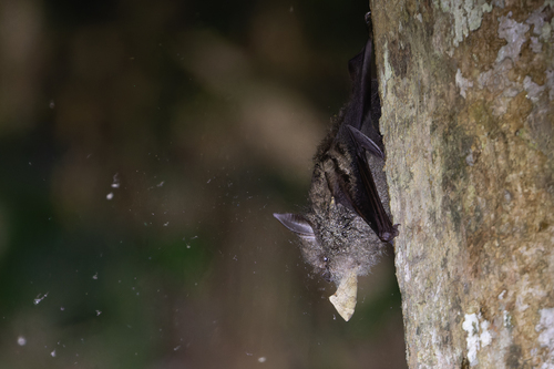 Cyclops roundleaf bat