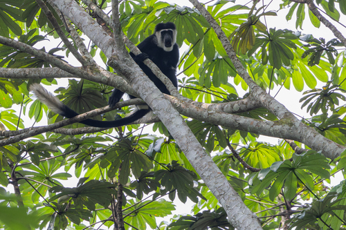 Mantled Guereza