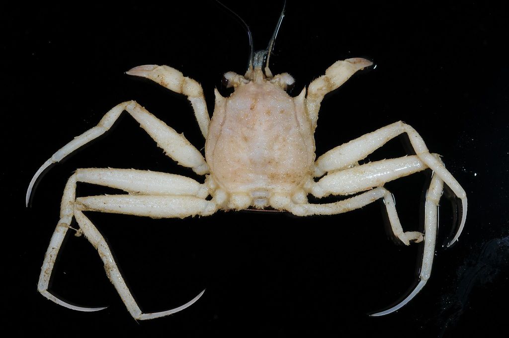 Paromolopsis