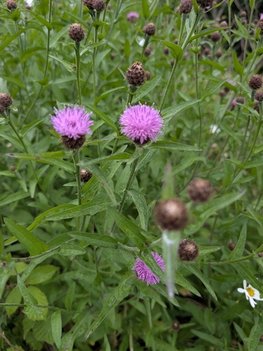 black knapweed