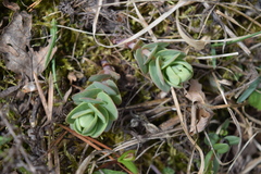 Hylotelephium maximum ruprechtii