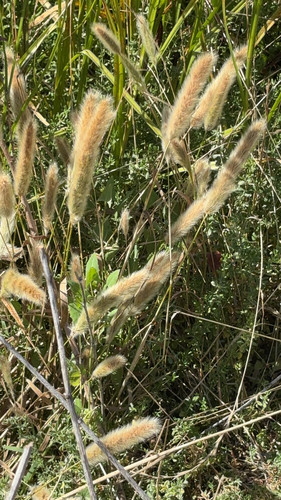 iNaturalist observation photo of rabbitfoot grass