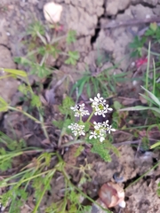 Scandix pecten-veneris