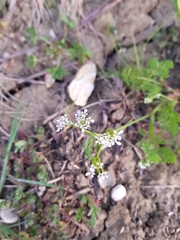 Scandix pecten-veneris