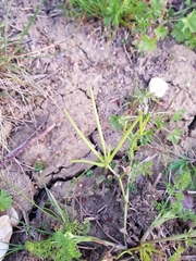 Scandix pecten-veneris