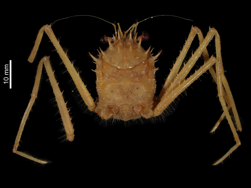 Yaldwynopsis