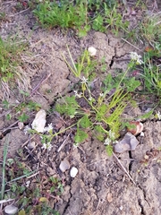 Scandix pecten-veneris