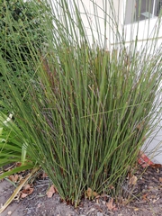 Elegia tectorum
