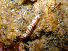 Hypselodoris