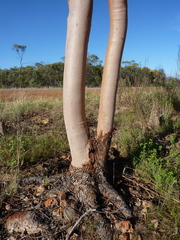 Corymbia gilbertensis