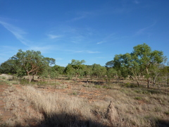 Corymbia gilbertensis