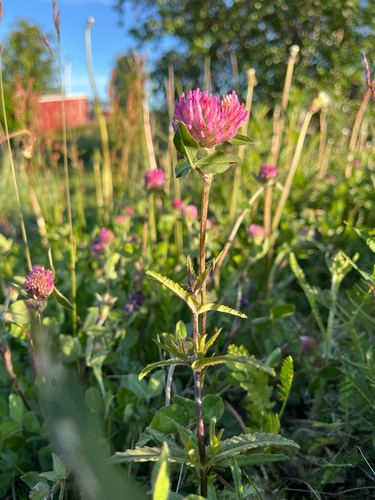 Red Clover