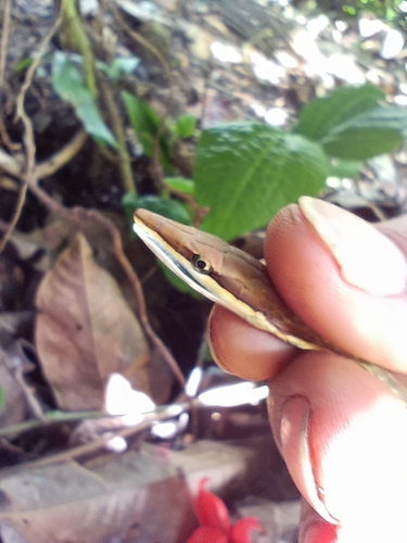 Brown Vinesnake