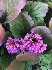 Bergenia crassifolia