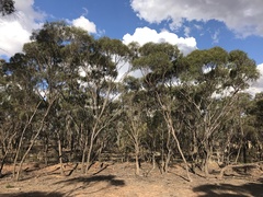 Eucalyptus viridis