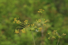 Bupleurum longiradiatum