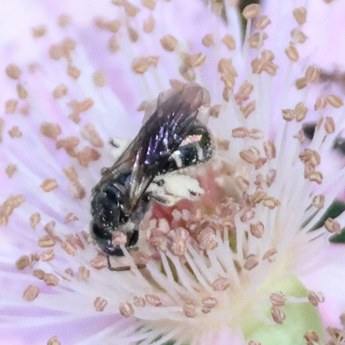 iNaturalist observation photo of Bees