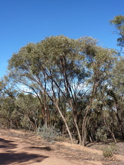 Eucalyptus polybractea