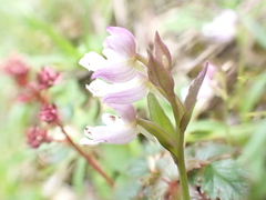 Amitostigma alpestre (Amitostigma alpestre)